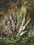 Still Life of Heather and Butterflies-Albert Lucas-Giclee Print