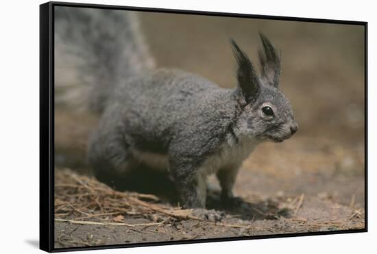 Albert Squirrel-DLILLC-Framed Stretched Canvas