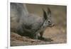 Albert Squirrel-DLILLC-Framed Photographic Print