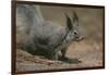 Albert Squirrel-DLILLC-Framed Photographic Print