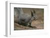 Albert Squirrel-DLILLC-Framed Photographic Print