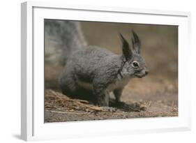 Albert Squirrel-DLILLC-Framed Photographic Print