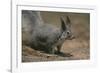 Albert Squirrel-DLILLC-Framed Photographic Print