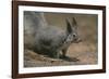 Albert Squirrel-DLILLC-Framed Photographic Print