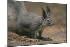 Albert Squirrel-DLILLC-Mounted Photographic Print