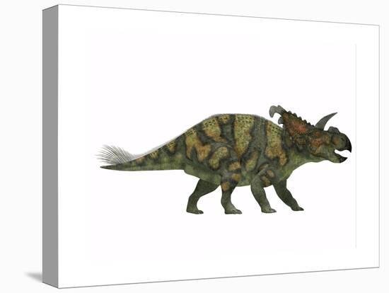 Albertaceratops Dinosaur from the Upper Cretaceous Era-null-Stretched Canvas
