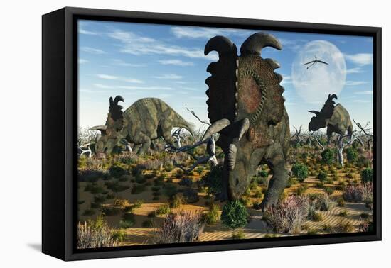 Albertaceratops Dinosaurs Grazing-null-Framed Stretched Canvas