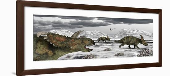 Albertaceratops During their Winter Migration-Stocktrek Images-Framed Premium Giclee Print