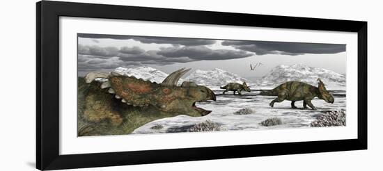 Albertaceratops During their Winter Migration-Stocktrek Images-Framed Art Print