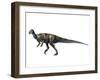 Albertadromeus Syntarsus, Late Cretaceous of Canada-null-Framed Art Print