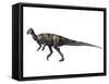 Albertadromeus Syntarsus, Late Cretaceous of Canada-null-Framed Stretched Canvas