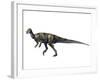 Albertadromeus Syntarsus, Late Cretaceous of Canada-null-Framed Art Print