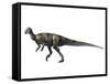 Albertadromeus Syntarsus, Late Cretaceous of Canada-null-Framed Stretched Canvas