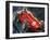 Alberto Ascari Driving a Maserati-English School-Framed Giclee Print