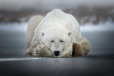 Encounters in Serengeti-Alberto Ghizzi Panizza-Framed Photographic Print