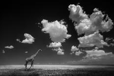 Encounters in Serengeti-Alberto Ghizzi Panizza-Framed Photographic Print