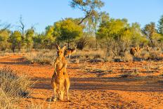 Side view of red adult kangaroo (Macropus rufus), Australia-Alberto Mazza-Photographic Print