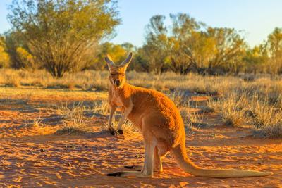 Side view of red adult kangaroo (Macropus rufus), Australia