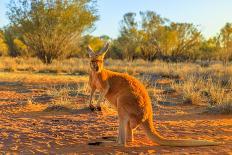 Side view of red adult kangaroo (Macropus rufus), Australia-Alberto Mazza-Framed Photographic Print