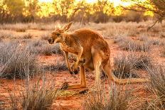 Red kangaroo (Macropus rufus) standing on the red sand of Outback central Australia-Alberto Mazza-Framed Photographic Print