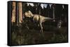 Albertosaurus Sarcophagus Wanders a Prehistoric Forest-null-Framed Stretched Canvas