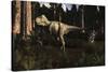 Albertosaurus Sarcophagus Wanders a Prehistoric Forest-null-Stretched Canvas