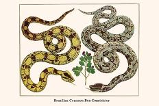 Royal Python-Albertus Seba-Art Print