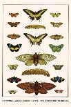 Butterflies, Garden Acraeas, Caterpillars, Ornamented Utetheisas,-Albertus Seba-Art Print