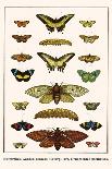 Melongenidae, Voletudae, Thaididae, Cymbiolavespertilio-Albertus Seba-Art Print