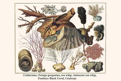 Cnidarians, Orange Gorgonian, Sea Whip, Violescent Sea Whip, Feathery Black Coral, Caulerpa