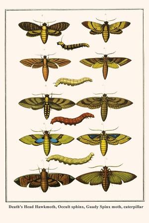 Death's Head Hawkmoth, Occult Sphinx, Guady Spinx Moth, Caterpillar
