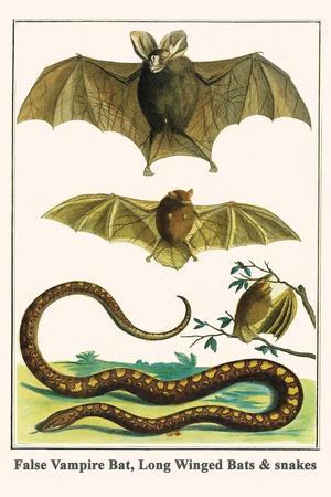 False Vampire Bat, Long Winged Bats and Snakes