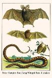 Crocodile and Lizard-Albertus Seba-Art Print