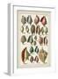 White Frame