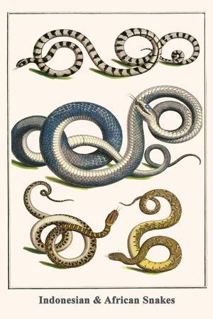Indonesian and African Snakes