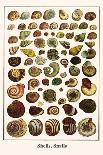 Shells, Snails-Albertus Seba-Art Print