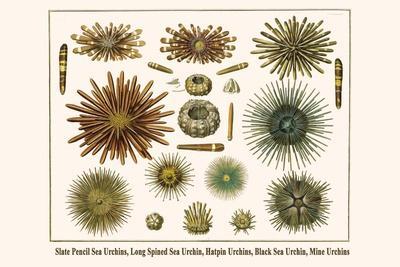 Slate Pencil Sea Urchins, Long Spined Sea Urchin, Hatpin Urchins, Black Sea Urchin, Mine Urchins