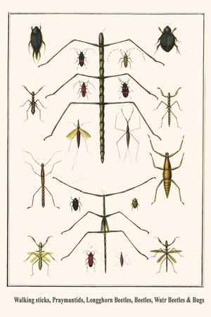 Walking Sticks, Praymantids, Longghorn Beetles, Beetles, Watr Beetles and Bugs