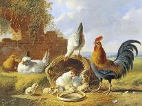 Spring Chickens-Albertus Verhosen-Laminated Giclee Print