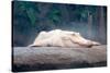 Albino Alligator-Lantern Press-Stretched Canvas