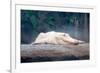 Albino Alligator-Lantern Press-Framed Premium Giclee Print