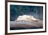 Albino Alligator-Lantern Press-Framed Premium Giclee Print