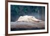 Albino Alligator-Lantern Press-Framed Premium Giclee Print