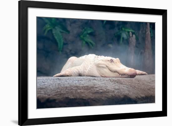 Albino Alligator-Lantern Press-Framed Premium Giclee Print