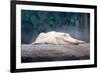 Albino Alligator-Lantern Press-Framed Art Print