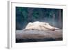 Albino Alligator-Lantern Press-Framed Art Print