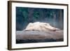 Albino Alligator-Lantern Press-Framed Art Print