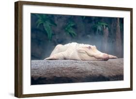 Albino Alligator-Lantern Press-Framed Art Print