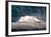 Albino Alligator-Lantern Press-Framed Art Print