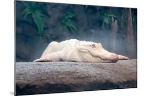 Albino Alligator-Lantern Press-Mounted Art Print